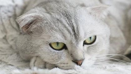 微密圈深度揭秘：维密友免费观看风波背后，业内人士在粉丝见面会的角色罕见令人意外